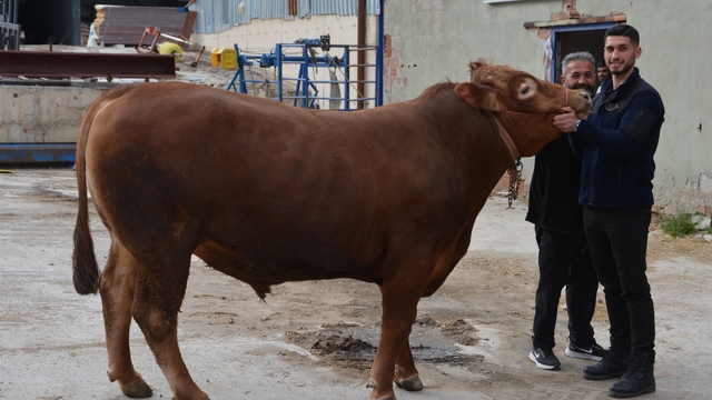 Bir ton 140 kilogramlık kurbanlık dana 575 bin liraya alıcı buldu
