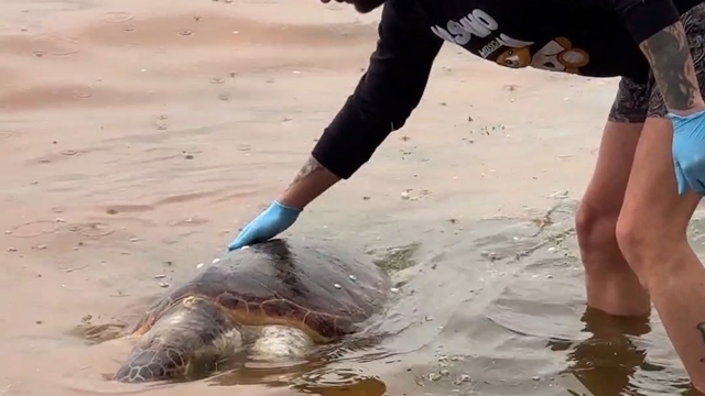 Tekirdağ'da ölü caretta caretta kıyıya vurdu