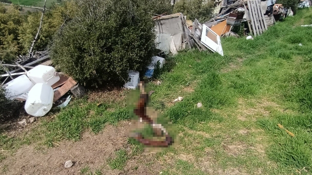 Hepsi zabıta ekiplerinin baskınında ortaya çıktı
Kamu arazisinde biriktirilmiş yaklaşık 10 ton çeşitli hurda malzemelerin yanı sıra at ve köpek leşi bulundu
Bölgede bulunan 8 hasta köpek karantina altına alındı, atıklar temizlendi