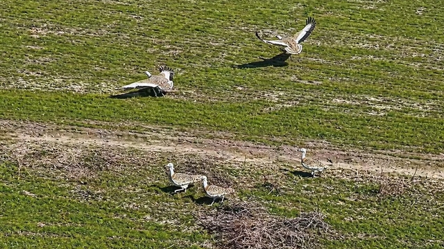 Havaların ısınmasıyla Muş'a toy kuşları gelmeye başladı
Muş'ta 295 toy kuşu yaşıyor