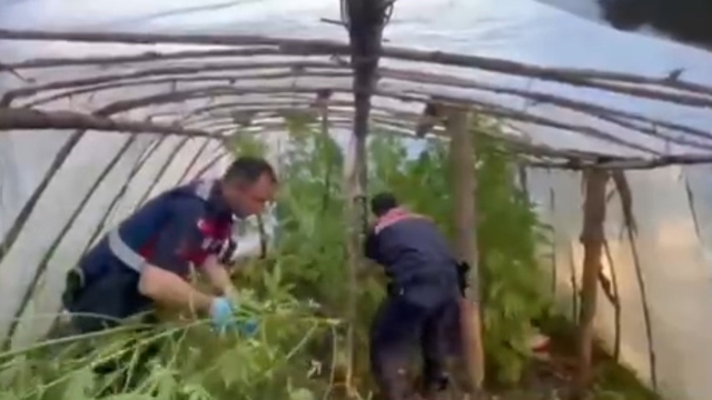Serayı uyuşturucu tarlasına çevirmiş
Serada 11 kilogram skunk ve 105 kök skunk bitkisi ele geçirildi