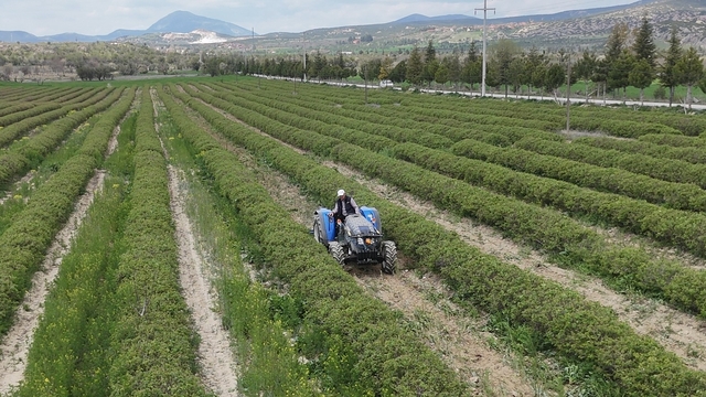 Isparta'da gül hasadı öncesi umutlar arttı: 13 bin ton rekolte bekleniyor
Isparta Ziraat Odası Başkanı Müstahattin Can Selçuk:
"Geçtiğimiz yıl zirai don nedeniyle yaklaşık 9 bin ton rekolte elde edilirken, bu yıl beklentimiz 13 bin ton seviyesinde"