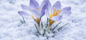 Kartepe'nin nadide türü objektiflere yansıdı