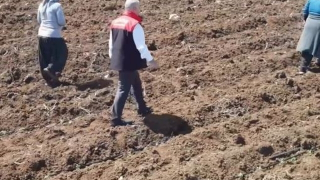 Elazığ'da domates üretiminde yeni sezon  başladı
