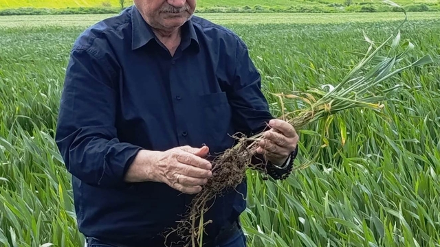 Edirne'de hububatta 'kök çürüklüğü' hastalığı görüldü