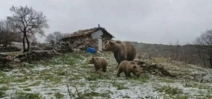 Kış uykusundan uyanan anne ayı yavruları ile yaylaya indi