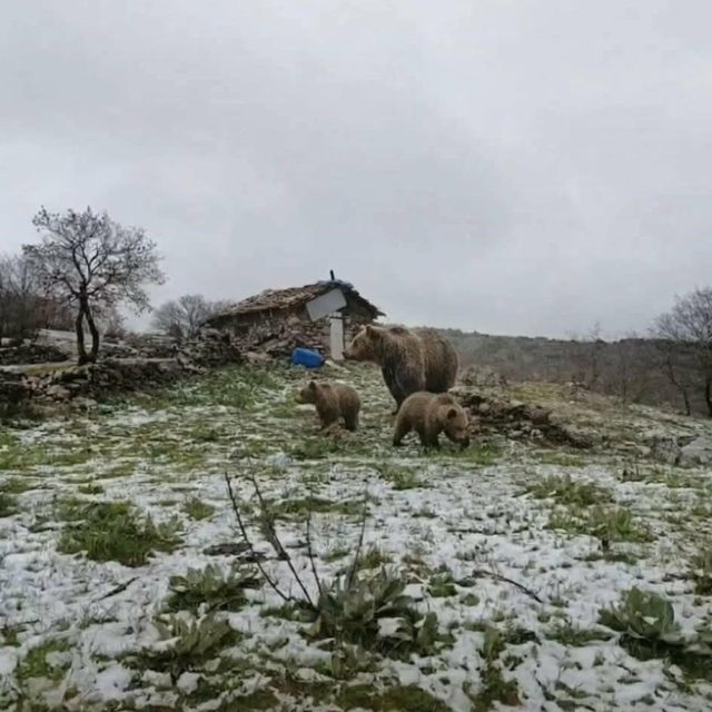 Kış uykusundan uyanan anne ayı yavruları ile yaylaya indi