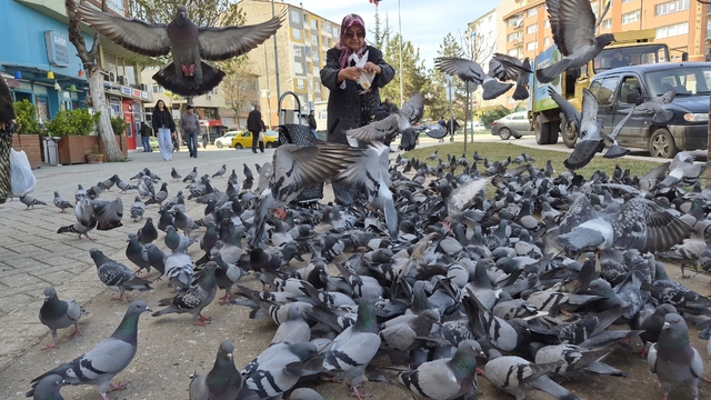 Kuşlara yem dağıtan yaşlı kadın onlarca güvercinin arasında kaldı
Naide Toy: "Gelirken beni gördükleri zaman kuşların hepsi yanıma geldi"