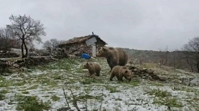 Kış uykusundan uyanan anne ayı yavruları ile yaylaya indi