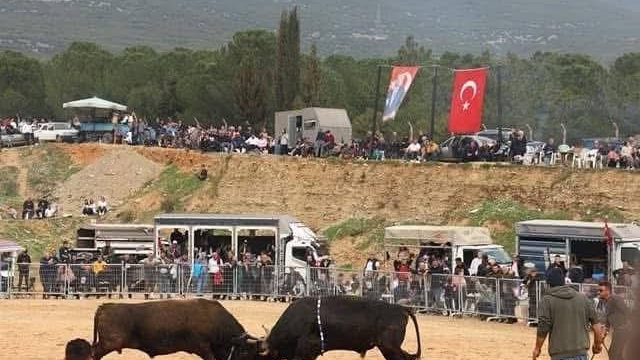 Kemalpaşa'da 3. Boğa Güreşi Festivali heyecanı
Ege'de ilk kez Artvin usulü boğa güreşleri düzenlenecek