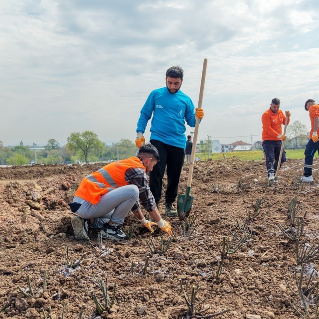 Başiskele'de 15 bin gül fidanı toprakla buluşuyor