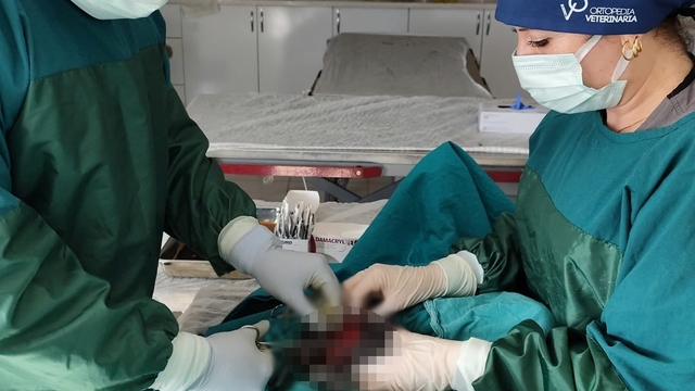 Mardin Hayvan Bakımevinde köpekteki 1 kiloluk tümör operasyonla alındı