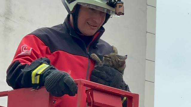 Rize'de ağaçta mahsur kalan kedi itfaiye ekiplerince kurtarıldı