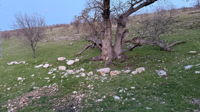 Gizli tanığın ifadesi sonrası Gülistan Doku, 18 noktada 40 kilometrelik alanda arandı