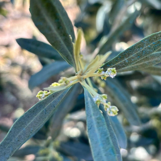 Salihli'de zeytin üreticilerine "Zeytin Pamuklu Biti" uyarısı