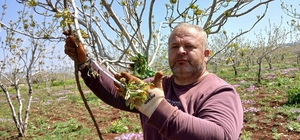 Araban'da fıstık üreticileri tırtıl'la mücadele çalışması başlattı