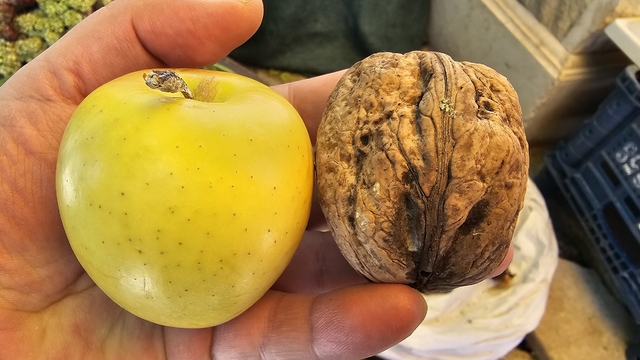 Elazığ'da elma büyüklüğünde cevizler ilgi çekiyor