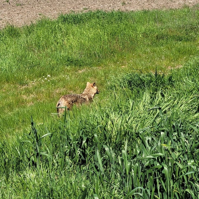 Edirne'de aç kalan çakal köye indi