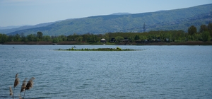 Sapanca Gölü çekildi: Gizemli ada yeniden ortaya çıktı