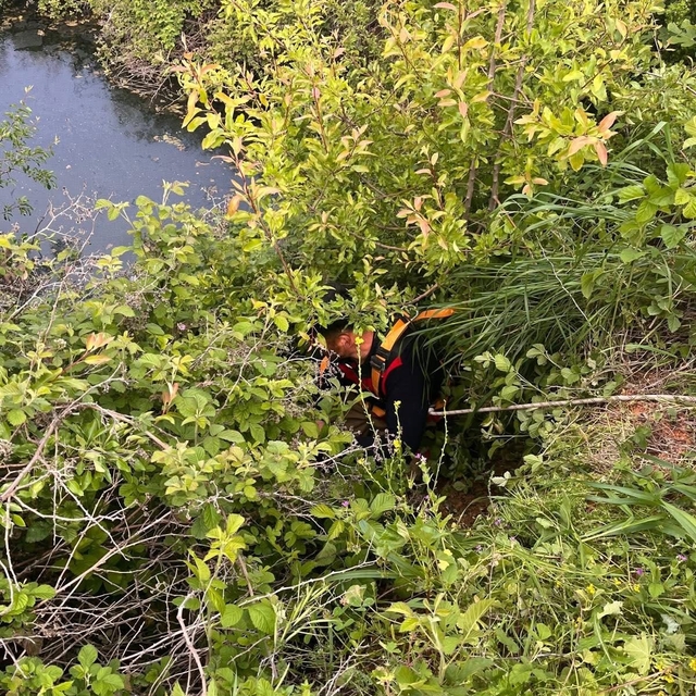 Yayladağı'nda gölete düşen büyükbaş hayvan kurtarıldı