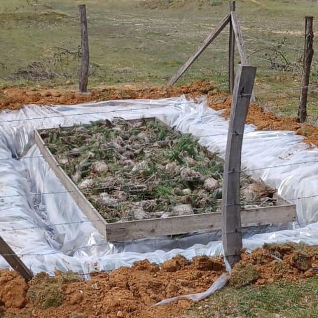 Düzce'de Çam Kese böceğiyle mücadele başladı.