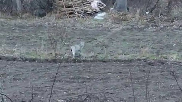 Tortum'da nesli tükenme tehlikesinde olan vaşak görüntülendi