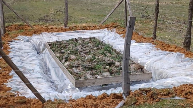 Düzce'de Çam Kese böceğiyle mücadele başladı.