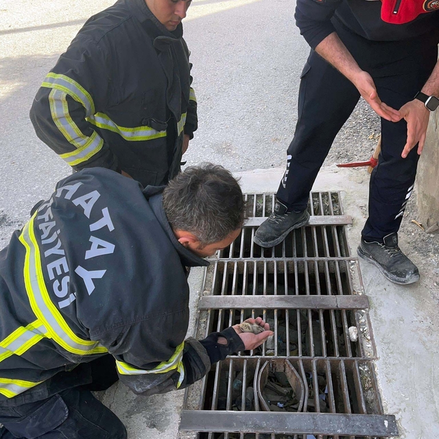 Hatay'da mazgala düşen civciv kurtarıldı
