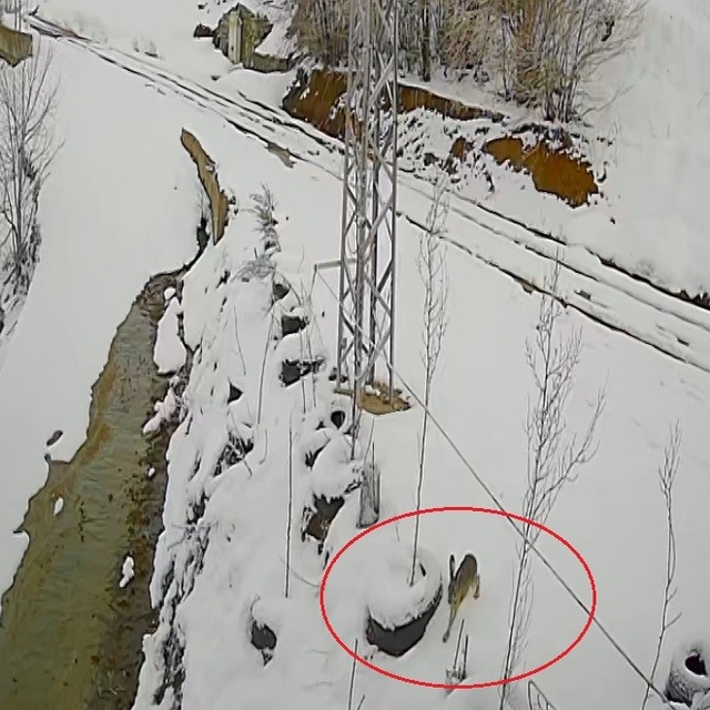 Bayburt'ta nefes kesen kovalamaca: Tavşanın kurdu atlattığı anlar kamerada