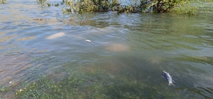 Dicle Nehri'nde balık ölümleri tedirgin etti