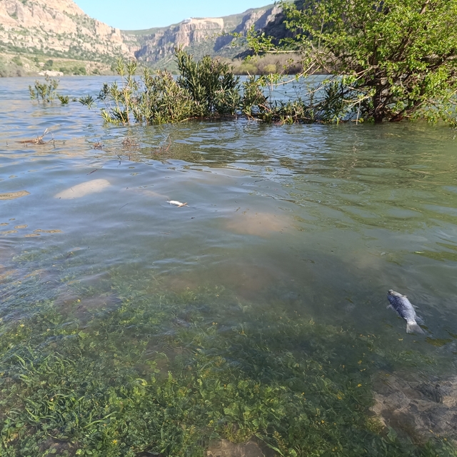 Dicle Nehri'nde balık ölümleri tedirgin etti