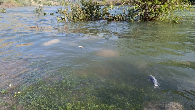 Dicle Nehri'nde balık ölümleri tedirgin etti