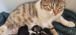 Germencik'te can dostlar yeni yuvalarını arıyor