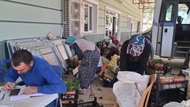 Sarıgöl'de taze bağ yaprağı mesaisi başladı
Sezonun ilk taze bağ yaprakları 100 TL'den alındı