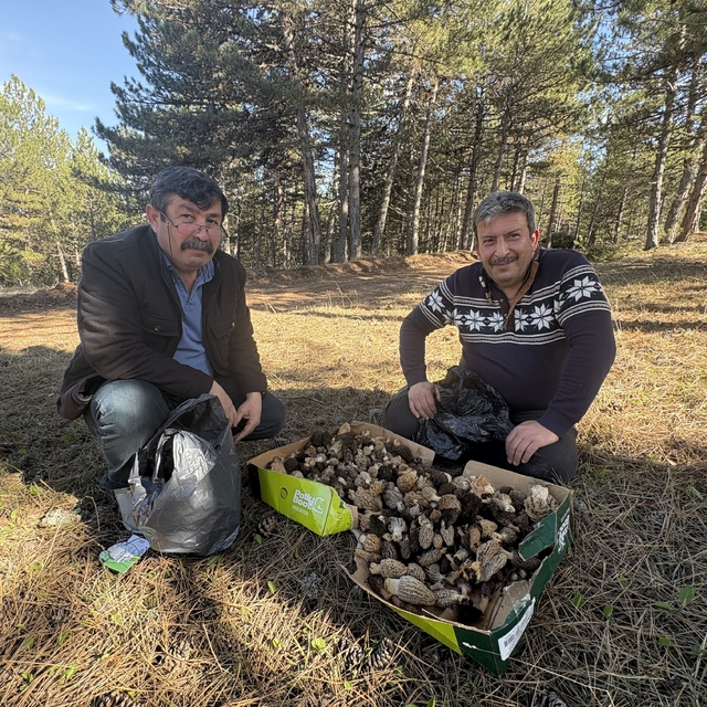 Kastamonu ormanlarında kuzugöbeği mantarı bolluğu
Saatler içerisinde 6 kilo...