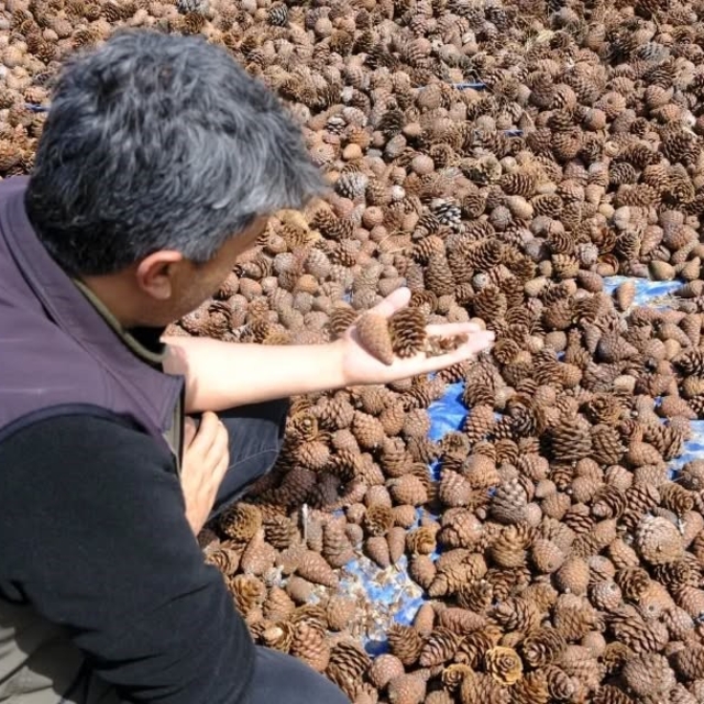 Kahramanmaraş'ta kızılçam tohumları sahaya hazırlanıyor