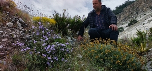 Dünyada sadece Aydın'da yetişen 'Küçük Çan' yok olma tehlikesiyle karşı kar...