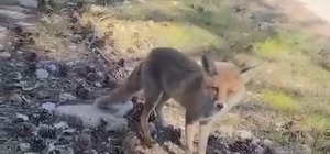 Bursa'da ilginç görüntüler
Aç kalan tilkiler insanların yanına geldi