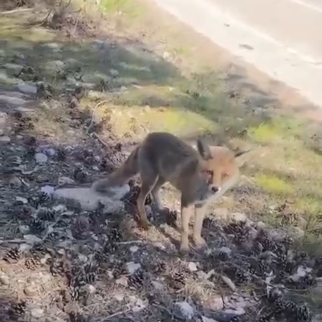Bursa'da ilginç görüntüler
Aç kalan tilkiler insanların yanına geldi