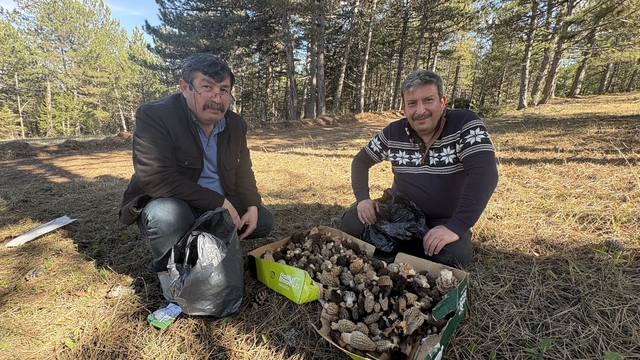 Kastamonu ormanlarında kuzugöbeği mantarı bolluğu
Saatler içerisinde 6 kilogram topladılar
Kuzugöbeği mantarı vatandaşların yüzünü güldürüyor