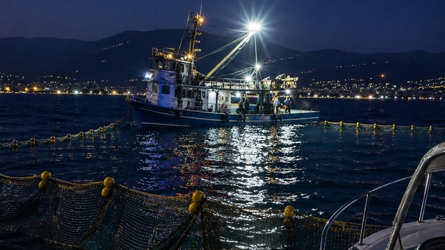Gemlik Körfezi'nde sardalya avcılığı başladı
Amatör teknelere önemli uyarı geldi