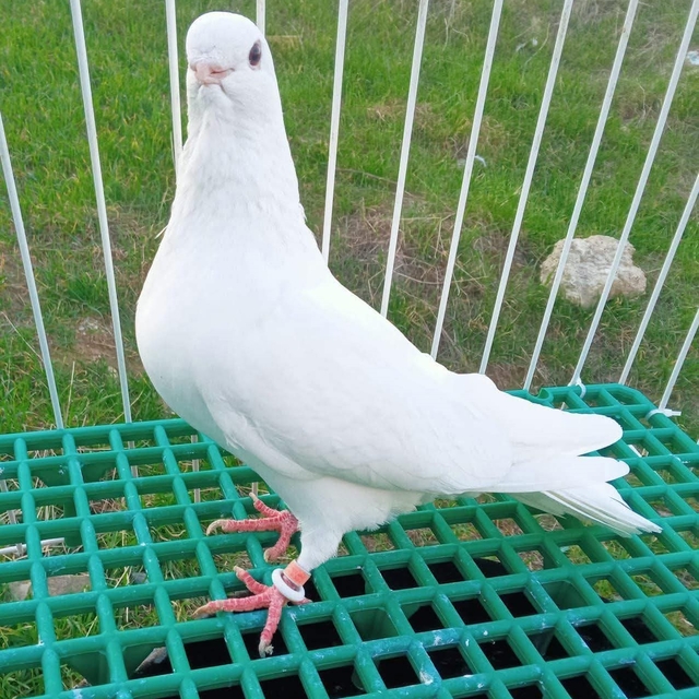 Denizli azman güvercinleri güzellikleriyle mest etti