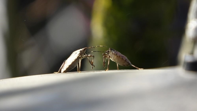 Kahverengi kokarcaya karşı mücadelede zehirli mantarlardan yararlanılacak
Prof. Dr. İsmail Demir:
"Yaptığımız denemelerde özellikle iki tane zehirli mantar türünün kahverengi kokarca böceği üzerinde çok etkili olduğunu gördük"
