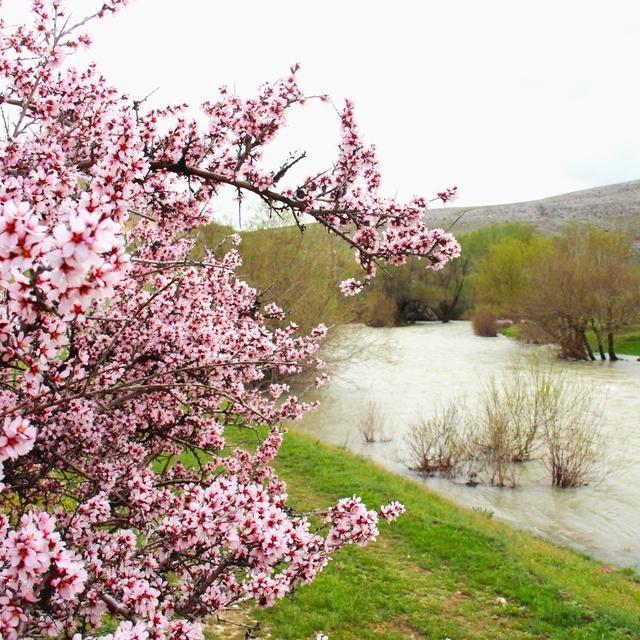 Hurman Çayı çevresinde yabani bademler pembe çiçek açtı