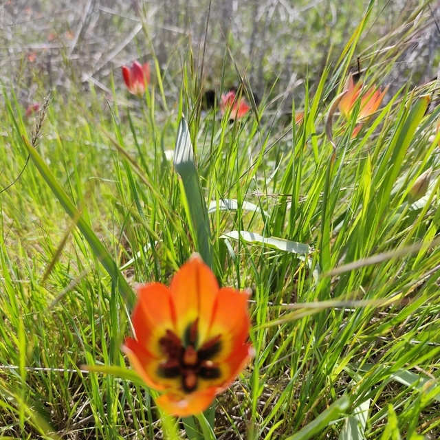 Denizli'de anemon lalesi yetişti