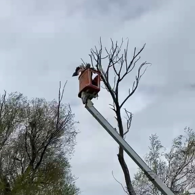 Ağaçta asılı kalan leylek kurtarıldı