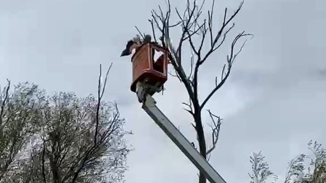 Ağaçta asılı kalan leylek kurtarıldı