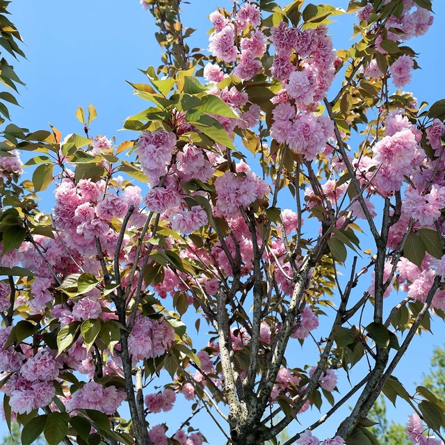 Çark Deresi kıyısında sakura güzelliği