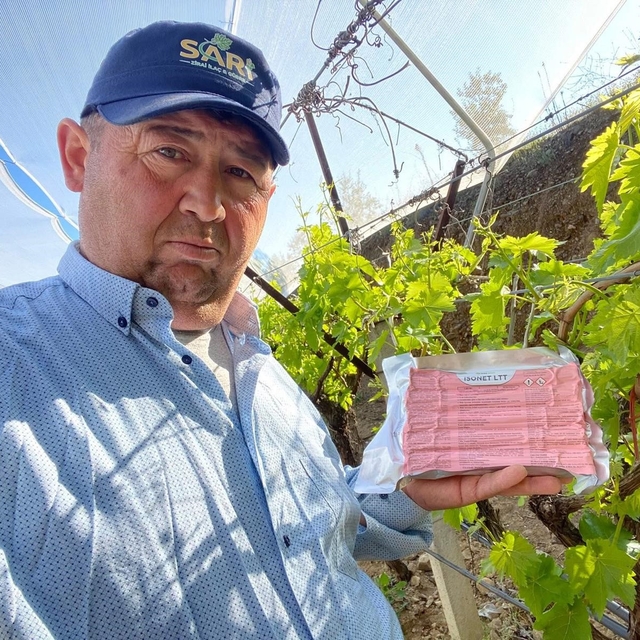 Sarıgöl Ovası'nda üzüm bağlarında "Fenomen Tel" seferberliği