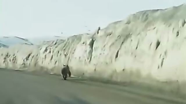 Van'da kara yoluna inen ayı kameraya yansıdı